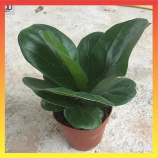Cây bàng singapore mini để bàn, Cao 15cm lá to khỏe 16