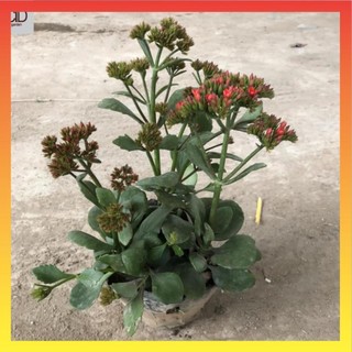 Cây hoa sống đời đang nj, cao 20-25cm hoa nở đẹp màu đỏ tươi dễ trồng 22
