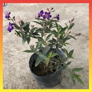 Cây hoa mua thái, sim thái tím, chiều cao 35-40cm, cây nhánh sum suê hoa nở rộ 16