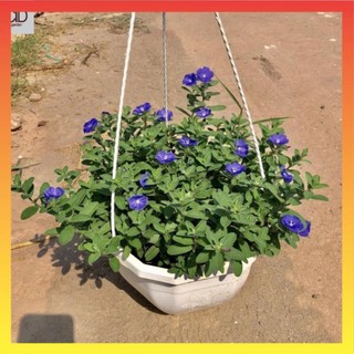 Cây hoa thanh tú chậu treo, cao 20-25cm tán tròn hoa tím nở rộ 22