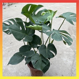 Cây trầu bà lá xẻ to 3 thân , Chiều cao 50cm lá to đẹp @