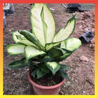 Cây sao sáng phong thủy size to, Chiều cao 30cm bụi chắc khỏe lá sáng xanh 16