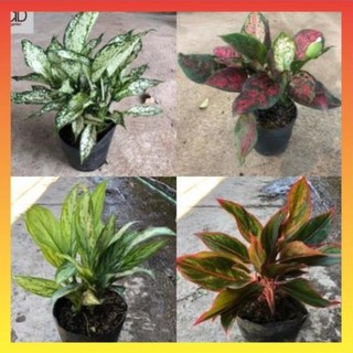 Ngọc ngân, phú quý, vạn lộc, ngân hậu 22