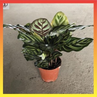 Cây đuôi công đốm mini để bàn, chiều cao cây 20cm lá nhìn bắt mắt cây sum suê 16