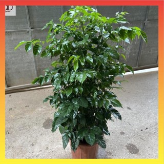 Cây hạnh phúc cao size to, Cao 80cm tán sum suê lá xanh @[spc]