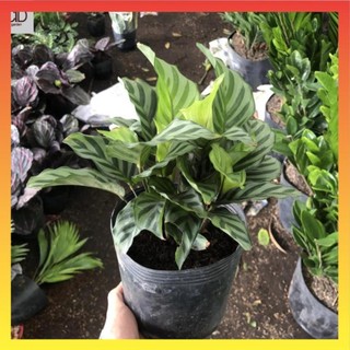 Cây đuôi công xanh , Cao 25cm lá sọc xám, chơi bền. 17