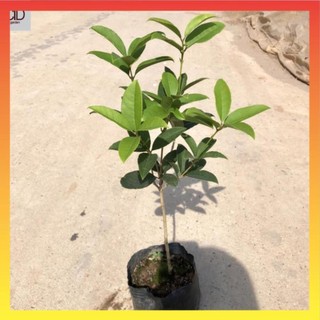 Cây mộc hương ta thoát thân hoa vàng, Cao 40- 60cm 12