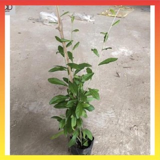 Cây cúc tần ấn độ dài, Ngọn dài 50cm buông rủ rèm che nắng @