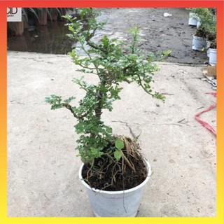 Cây cần thăng cảnh bonsai mini, Cao 25cm tán lá đẹp gốc rễ khỏe mạnh dáng đẹp 13