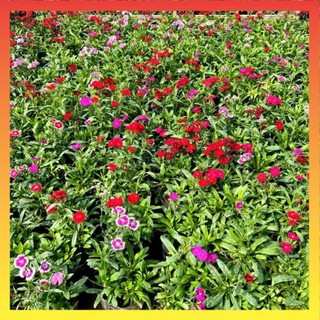 Cây hoa cẩm chướng nở rực rỡ trồng trang trí sân vườn, ban công 19