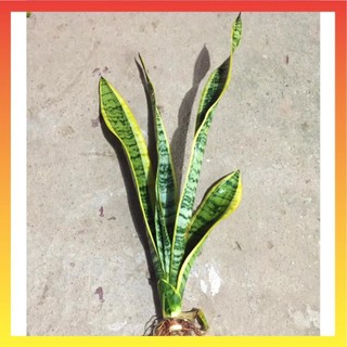 Cây lưỡi hổ viền vàng,1 gốc, trồng cây nội thất, trang trí cảnh quan sân vườn. 11