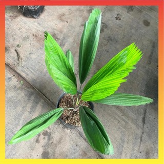 Cây cọ nhật, kè nhật 80cm 13