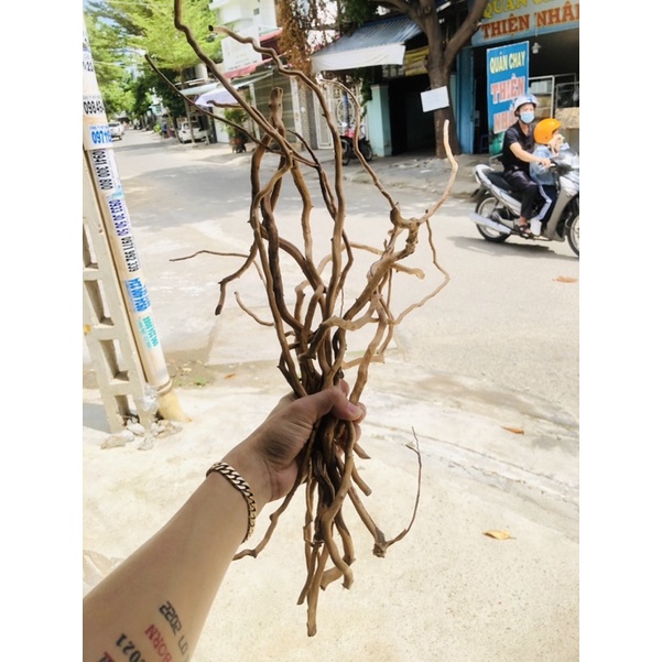 Cầu rễ lũa cho chim hút mật - chim nhỏ