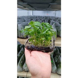 Chuối Nam Mỹ cấy mô (Hơn 16 cây)