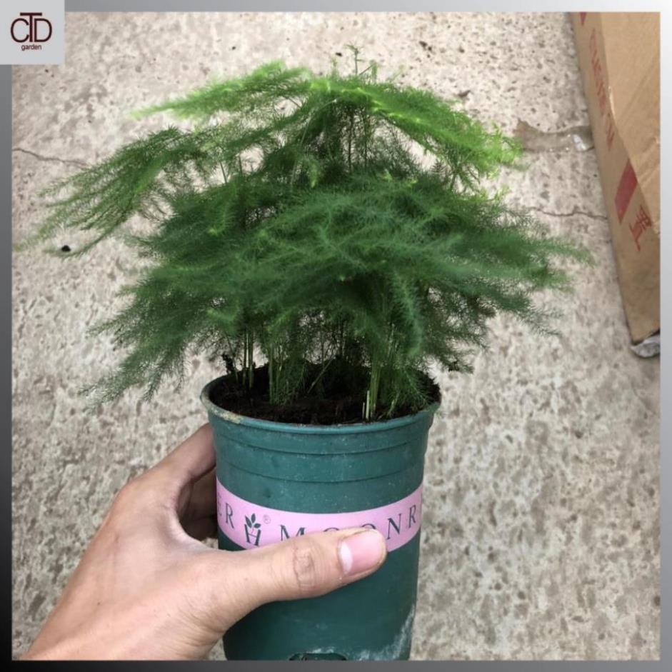 Cây thủy tùng mini để bàn, chiều cao cây 12-15cm tán sum suê lá bông đẹp@