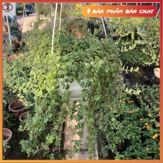 Cây vảy rồng chậu treo, Chiều dài ngọn 40cm buông rủ