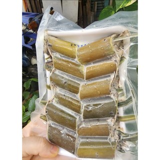 ỐC NHỒI ỐNG NỨA