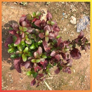 Cây diệu kỷ đỏ cao 15cm nhiều nhánh sum suê lá đỏ