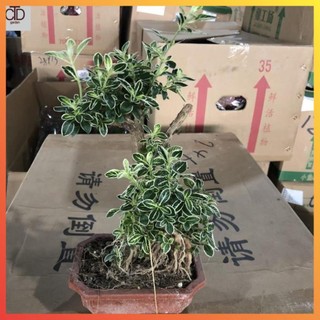 Cây bạch tuyết mai bonsai, cao 25cm lá viền trắng bắt mắt