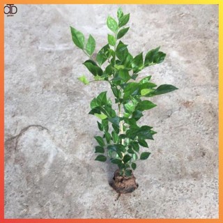 Cây nguyệt quế giống nhỏ , Cao 40cm lá xanh