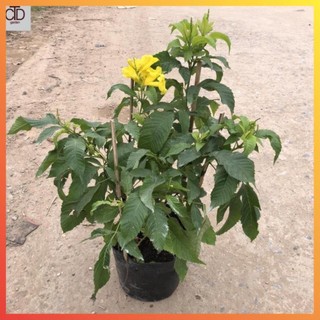 Cây hoàng yến, cây chuông vàng Cao 40cm hoa vàng nở rộ, sức sống khỏe