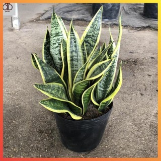 Cây lưỡi hổ viền vàng lùn bụi to mang phong thủy tốt Cao 25cm