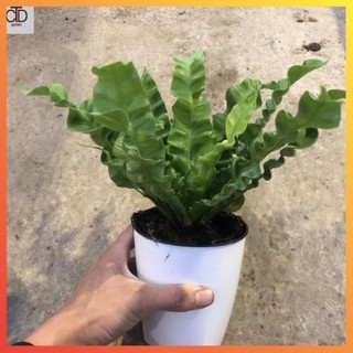 Cây tổ yến mini để bàn, Chiều cao 15-20cm tán lá hình tổ yến