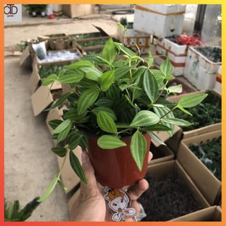 Cây bình an mini để bàn, cây đẹp, lá xanh, ngọn dài 15cm