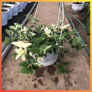 Cây thài lài cẩm thạch chậu treo, Ngọn dài 20cm lá đốm, cây khỏe dễ chăm