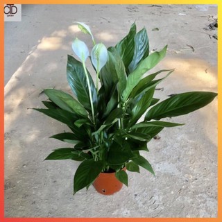 Cây lan ý mini để bàn Cao 30cm