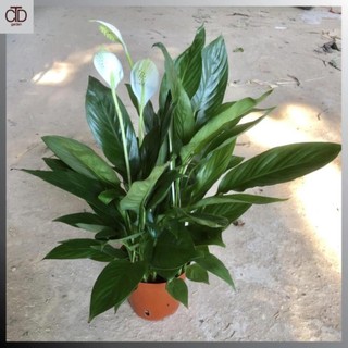 Cây lan ý mini để bàn Cao 30cm