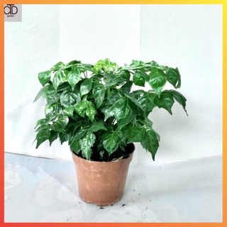 Cây hạnh phúc bụi mini để bàn tán xum xuê, Cao 25cm