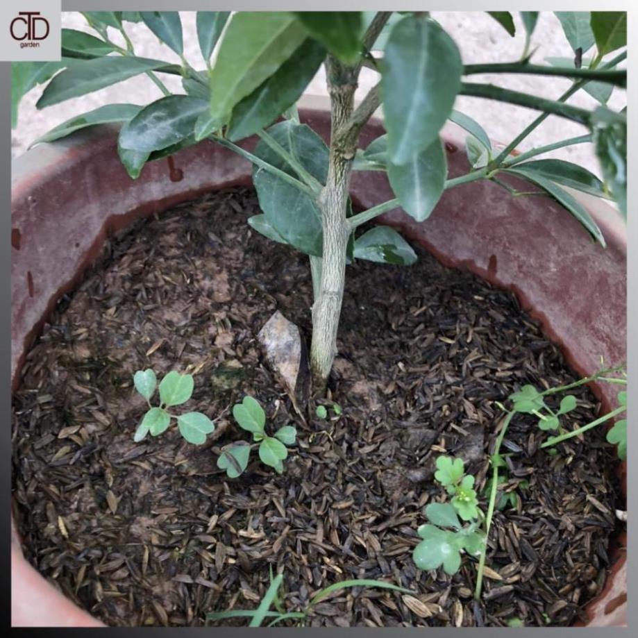 Cây chanh ta, tứ quý, Cao 45cm lá có mùi thơm thân to chắc khỏe@