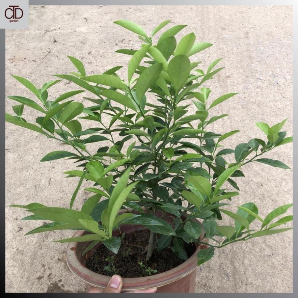 Cây chanh ta, tứ quý, Cao 45cm lá có mùi thơm thân to chắc khỏe@