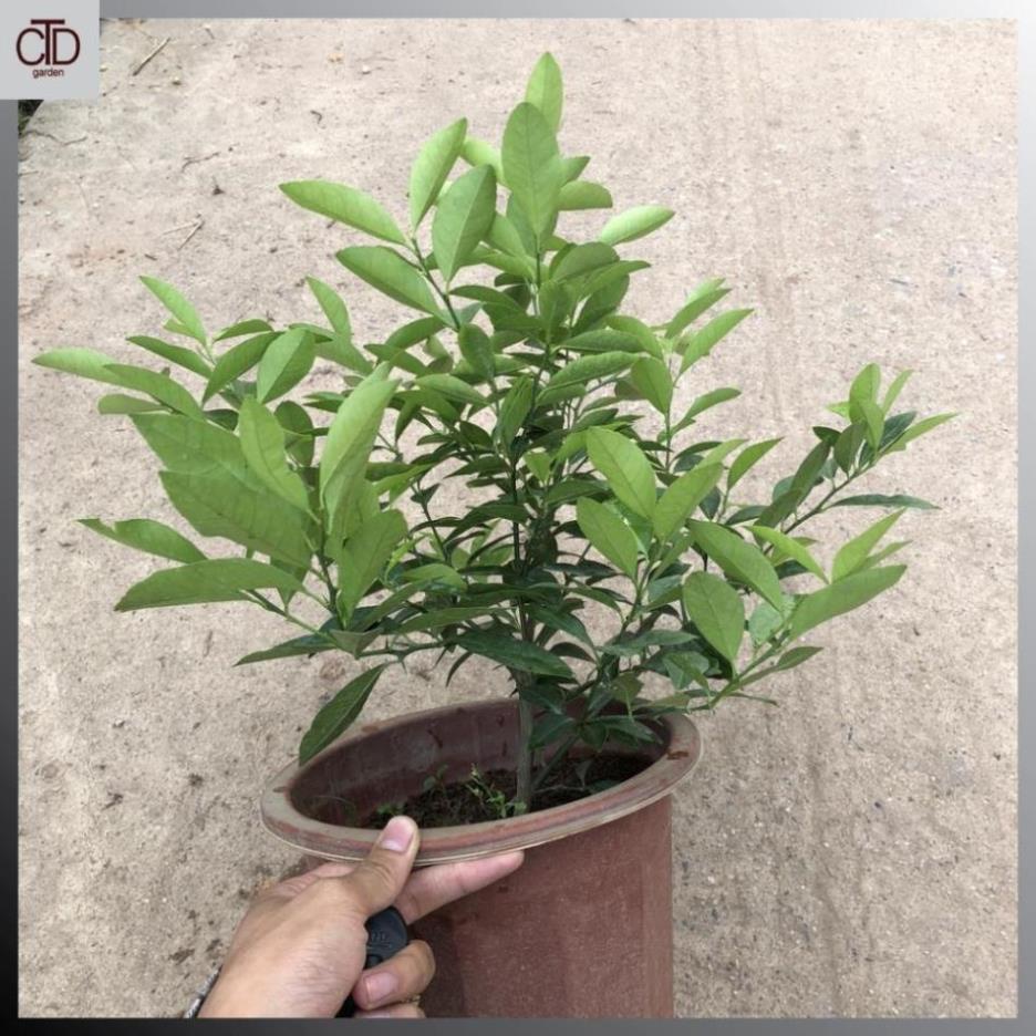 Cây chanh ta, tứ quý, Cao 45cm lá có mùi thơm thân to chắc khỏe@