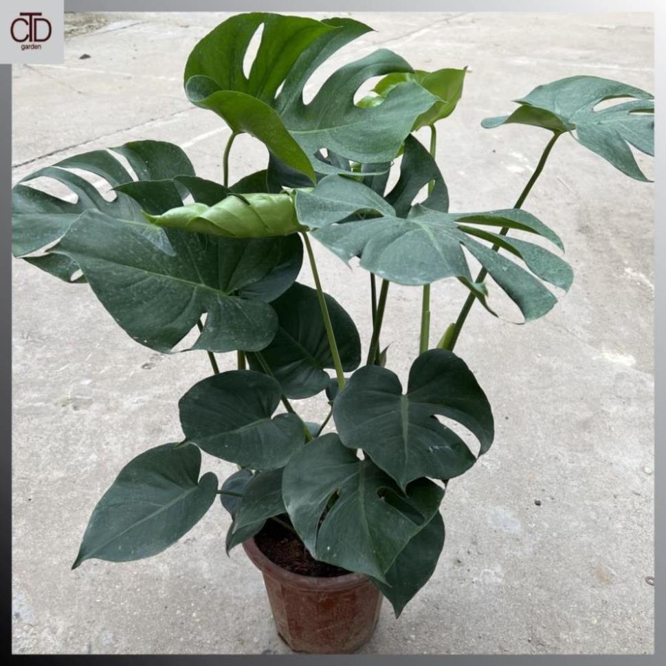 Cây trầu bà lá xẻ to 3 thân  , Chiều cao 50cm lá to đẹp@