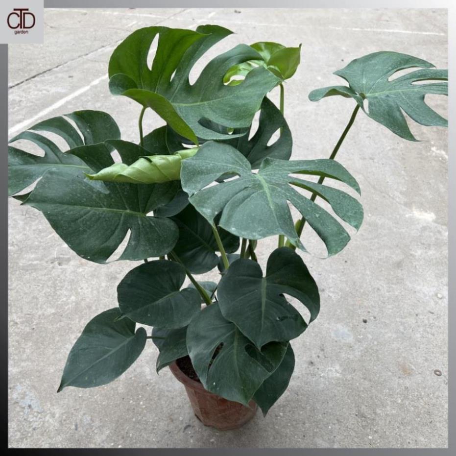 Cây trầu bà lá xẻ to 3 thân  , Chiều cao 50cm lá to đẹp@