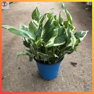 Cây trầu bà cẩm thạch mini để bàn thanh lọc không khí, Chiều cao 15cm