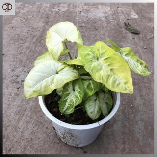 Cây muống nhật hồng, Cao 20cm lá màu hồng đẹp dễ chăm sóc