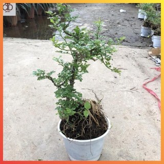 Cây cần thăng cảnh bonsai mini, Cao 25cm tán lá đẹp gốc rễ khỏe mạnh dáng đẹp