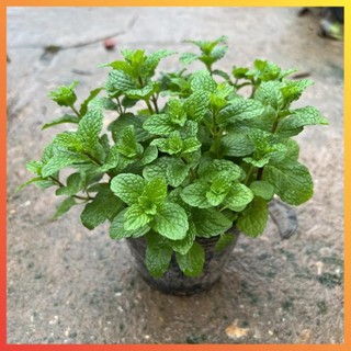 Cây rau húng lủi tán dày cao 10cm, cây gia vị kèm món ăn hàng ngày