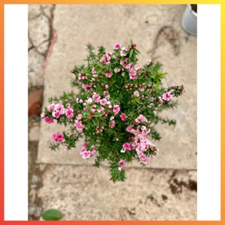 Cây tùng tuyết mai size to 50cm hoa nở rực rỡ cây khỏe, tán đều