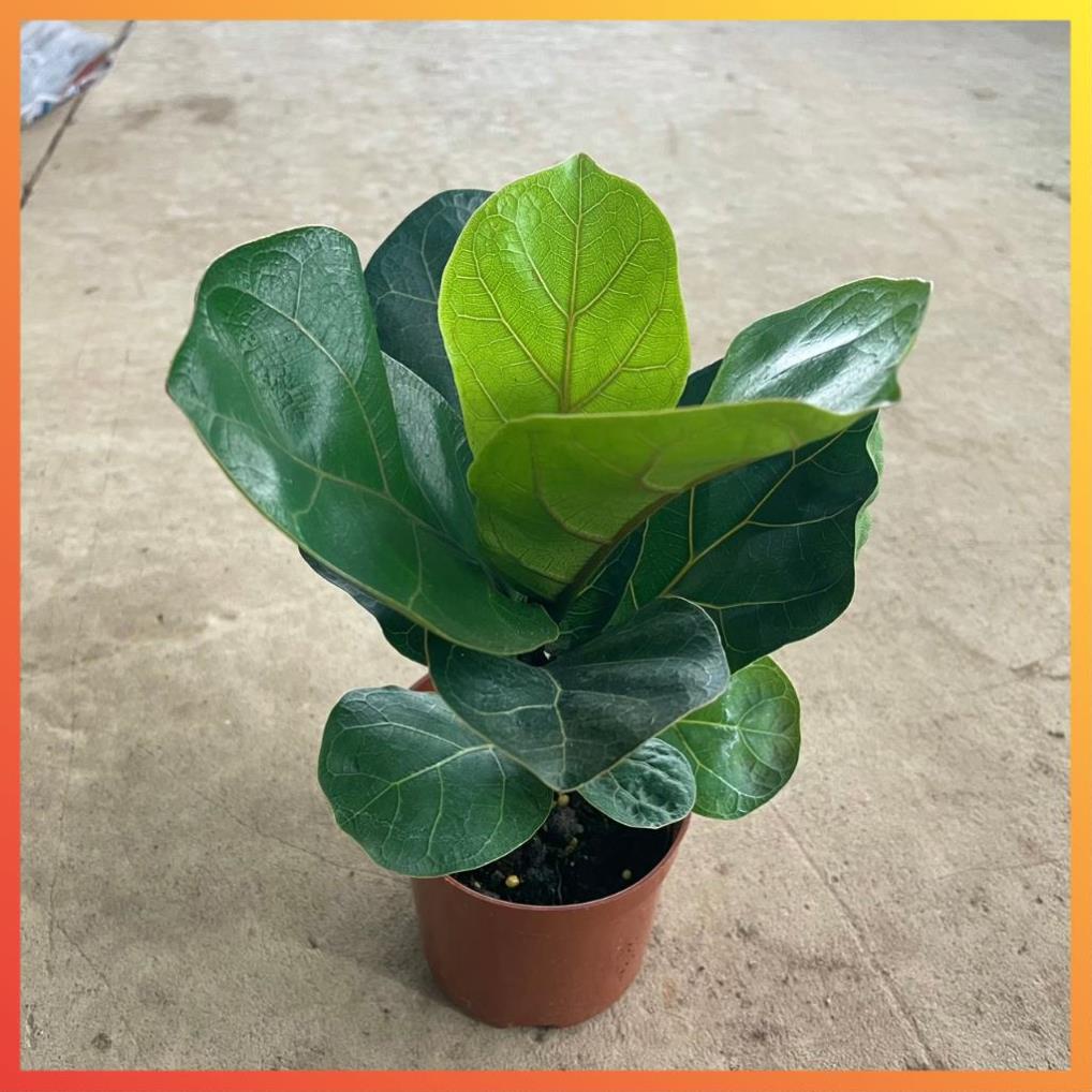 Cây Bàng Singapore mini 20cm