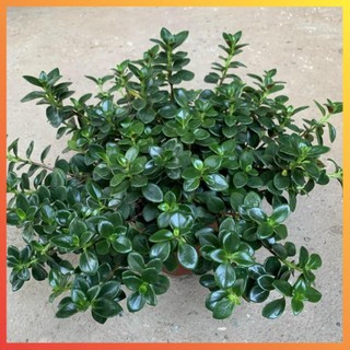 Cây cá vàng bán kính 25cm, cây cảnh phong thủy để bàn