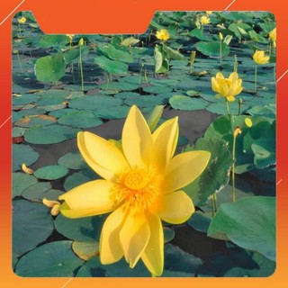 Hạt giống hoa sen ta 1k/hạt