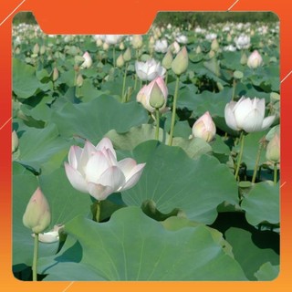 Hạt giống hoa sen ta (sen lớn) 1k/hạt
