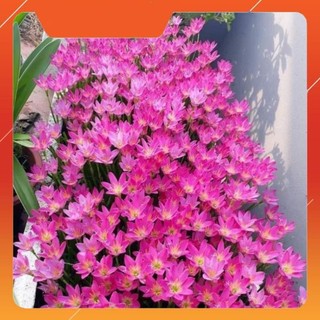 DEAL 1K một củ hoa huệ mưa đẹp dễ trồng chăm sóc chịu nhiệt 4 mùa trồng chậu, sân vườn