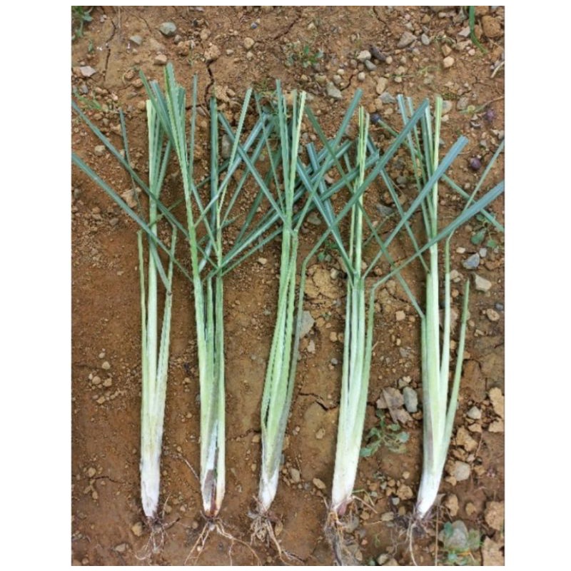 Sả cây tươi 1Kg