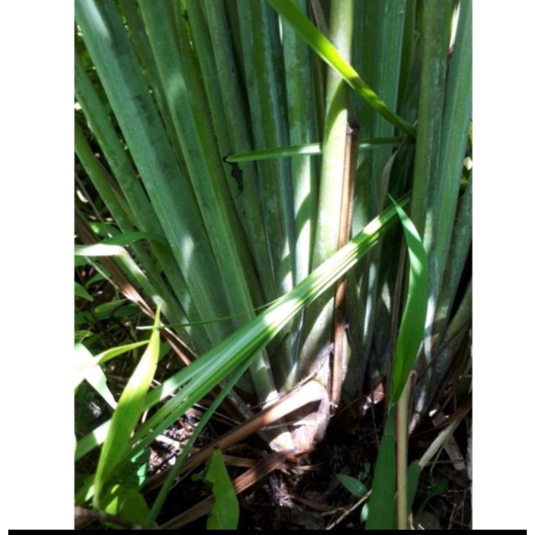 Sả cây tươi 1Kg