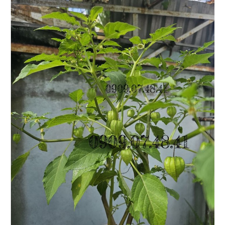 TẦM BÓP, THÙ LÙ, BÔM BỐP cây giống cao khoảng 15cm